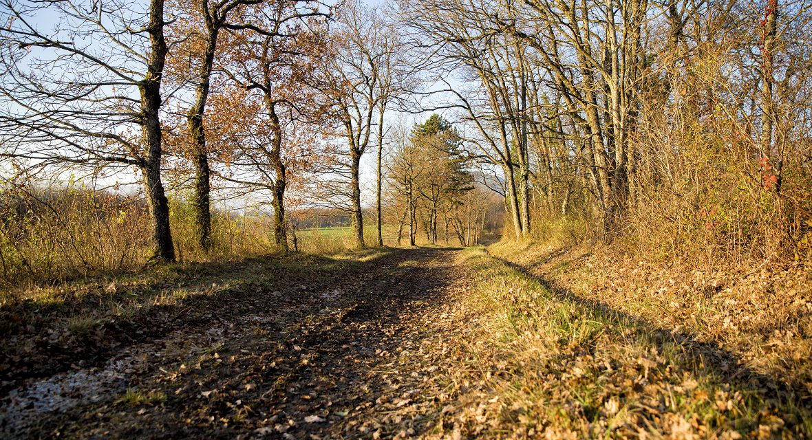 Trail des Poilus – informations et conseils – Annulé